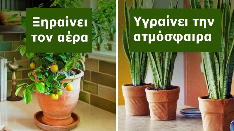 10 φυτά εσωτερικού χώρου που καθαρίζουν την ατμόσφαιρα και ρυθμίζουν την υγρασία του σπιτιού σας!