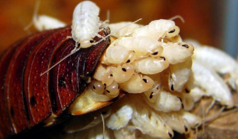 Γάλα κατσαρίδας: Το νέο superfood με τις απίστευτες ιδιότητές