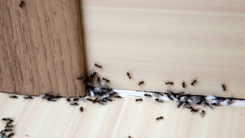 Μυγάκια και μυρμήγκια... τέλος: 6+1 φυσικοί τρόποι για να τα διώξετε και να ησυχάσετε