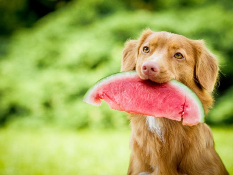 Τα φρούτα και λαχανικά που κάνουν καλό στον σκύλο