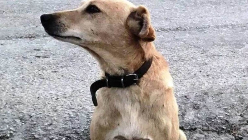 Θρίλερ στα Χανιά: Πυροβόλησαν και σκότωσαν σκύλο έξω από το σπίτι του