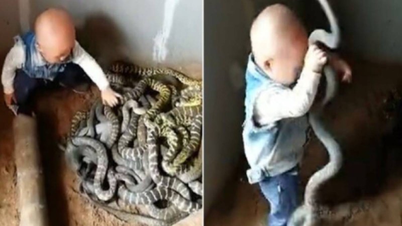 Γονείς επιτρέπουν στο νήπιο παιδί τους να παίζει με φίδια και το βίντεο προκάλεσε την οργή του διαδικτύου