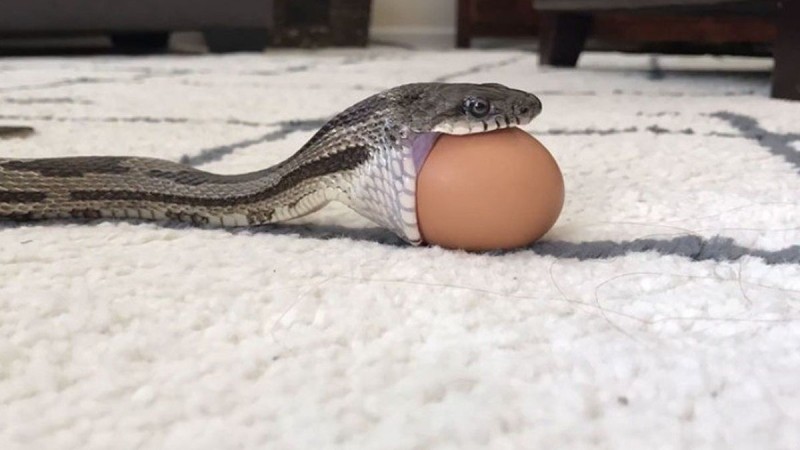 Ανατριχιαστικό: Φίδι καταπίνει ολόκληρο αυγό κότας! (video)