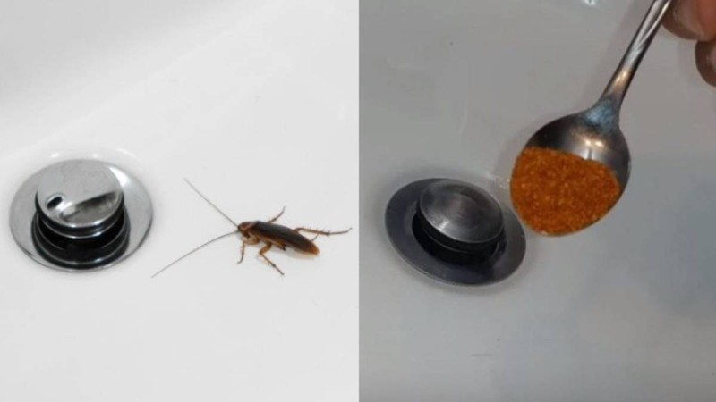 Τέλος οι κατσαρίδες: Με μόλις μια κουταλιά θα τις εξαφανίσεις για μήνες από το μπάνιο σου