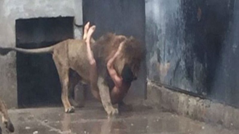 Γυμνός άντρας πηδάει μέσα σε ένα κλουβί με λιοντάρια - Μόλις δείτε το λόγο θα σας κοπεί η ανάσα