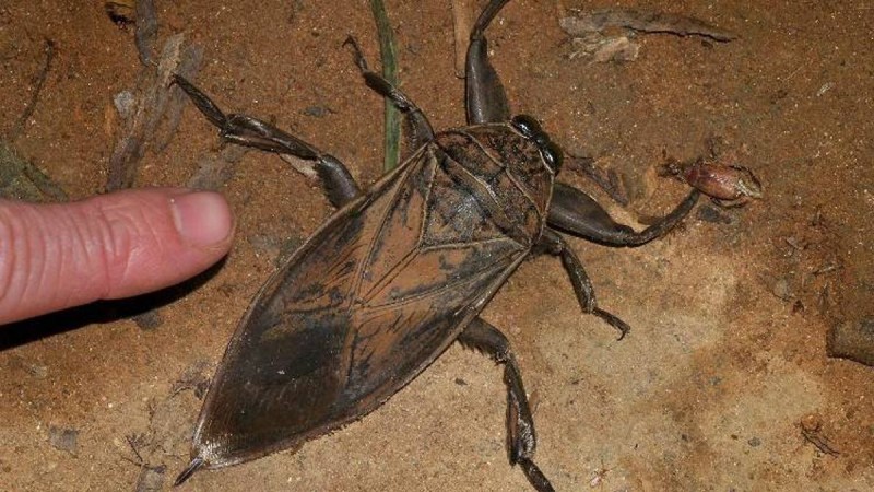 Γιγάντιο δηλητηριώδες έντομο αναστάτωσε τη Λάρισα