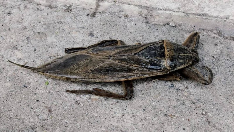 Λιθόκερος: Γιγάντιο δηλητηριώδες έντομο αναστάτωσε τη Λάρισα