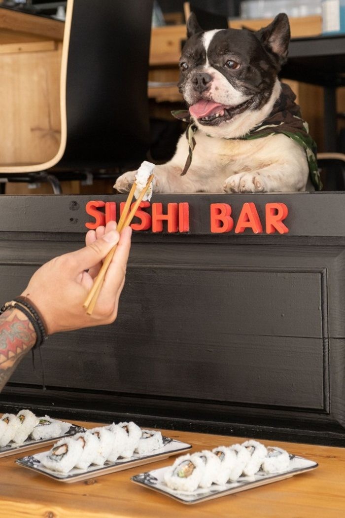  Θεσσαλονίκη: Εστιατόριο σερβίρει σούσι για σκύλους!