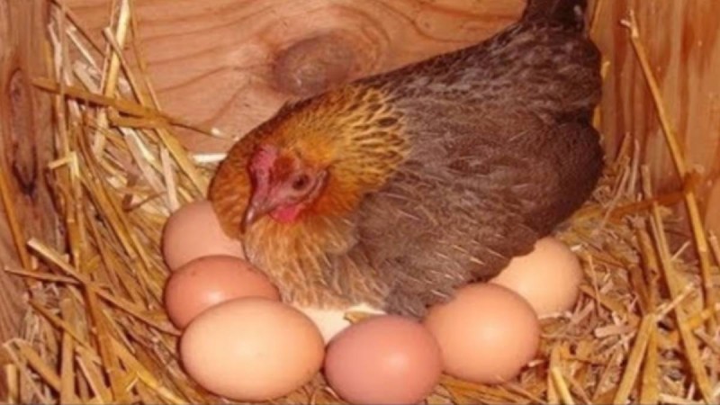 Το μυστικό της γιαγιάς για να γεννάνε ασταμάτητα οι κότες σας αυγά