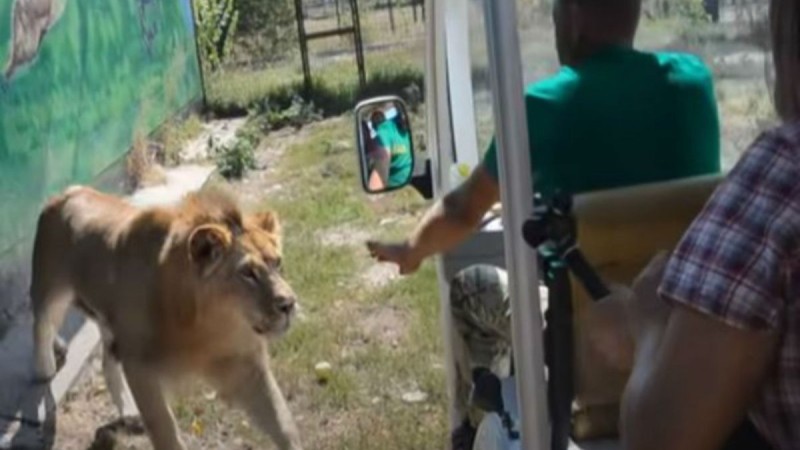 Έκαναν βόλτα στο ζωολογικό κήπο όταν ξαφνικά εμφανίστηκε ένα λιοντάρι και...