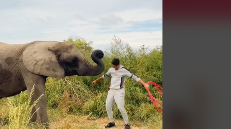 Ο viral ελέφαντας με τα 4 εκ. like στο Tik Tok που κάνει Hula Hoop