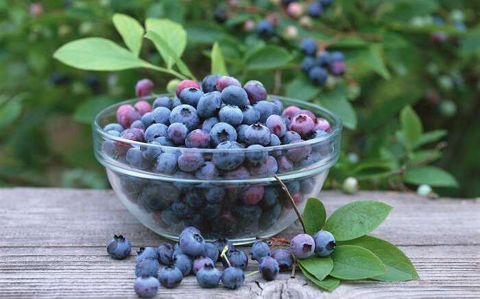 blueberries απεριόριστες ποσότητες