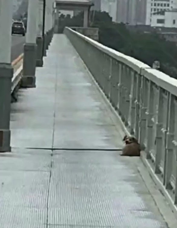 Σκύλος περιμένει στη γέφυρα που αυτοκτόνησε ο κηδεμόνας του για να τον ξαναδεί!
