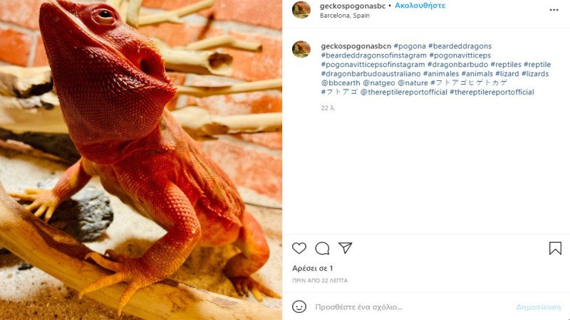 Οι 8 πιο ωραίες φωτογραφίες με ζώα στο instagram