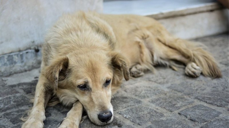 Κτηνωδία στο Κιλκίς: Σκότωσε σκύλο και πήρε πρόστιμο 30.000 ευρώ