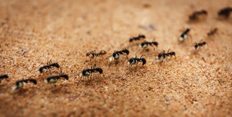 μυρμήγκια σπίτι