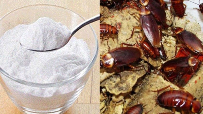 Μαγειρική σόδα: Πείτε αντίο στις κατσαρίδες μια και καλή με αυτή την αποτελεσματική μέθοδο