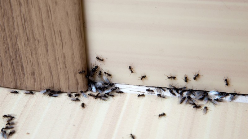 Εσύ το ήξερες: Αυτή είναι η μυρωδιά που δεν αντέχουν με τίποτα οι κατσαρίδες και τα μυρμήγκια!