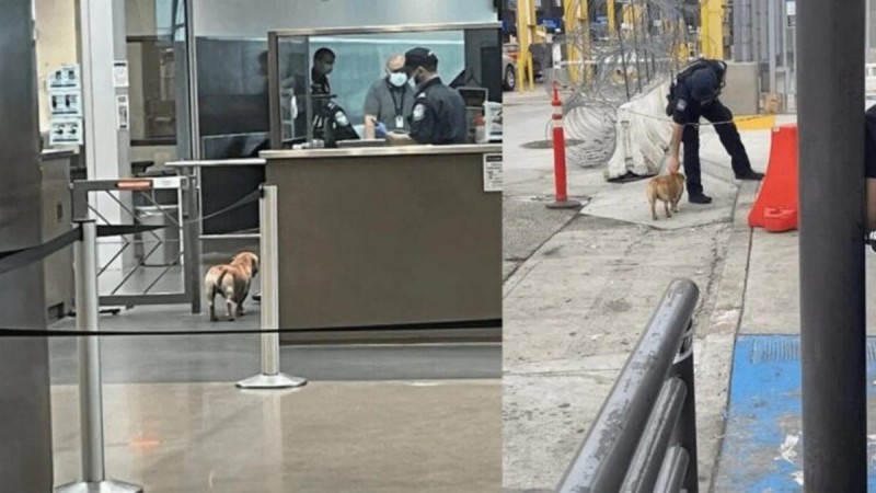 Ο απίστευτος λόγος που αυτός ο αδέσποτος σκύλος έγινε viral -  Διέσχισε τα σύνορα ΗΠΑ - Μεξικού χωρίς...