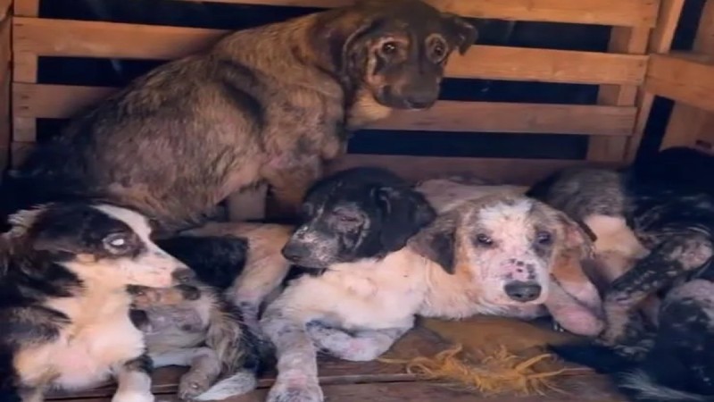 Φρίκη: Καταφύγιο-κολαστήριο αδέσποτων ζώων στην Ήπειρο - 