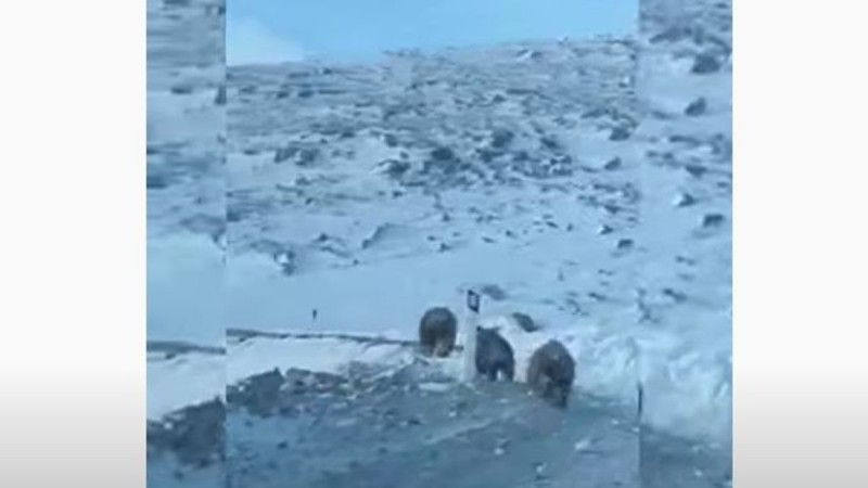 Απίστευτο σκηνικό στην Κοζάνη: Μαμά αρκούδα και τα δύο αρκουδάκια της μπροστά από αμάξι νεαρών στον δρόμο (video)