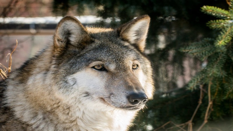 «Αρκτούρος»: Τεράστια ευκαιρία αποτελεί η επανεμφάνιση λύκου στην Πάρνηθα