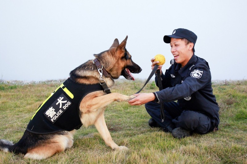 αστυνομικοι-σκυλοι