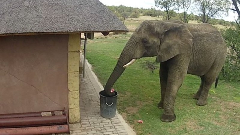 Σωστός νοικοκύρης: Eλέφαντας με οικολογική συνείδηση μαζεύει τα σκουπίδια!