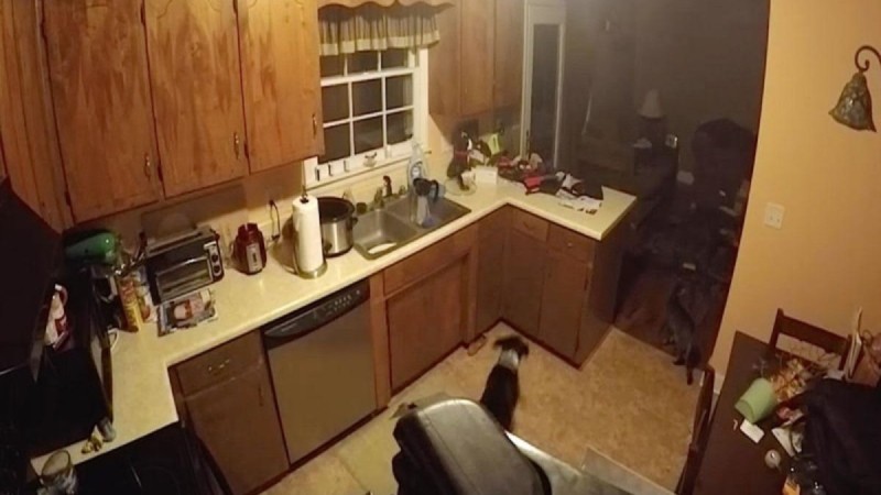 Έβαλαν κρυφή κάμερα στο σπίτι για να δουν ποιος κλέβει το φαγητό - Έπαθαν σοκ με αυτό που κατέγραψε
