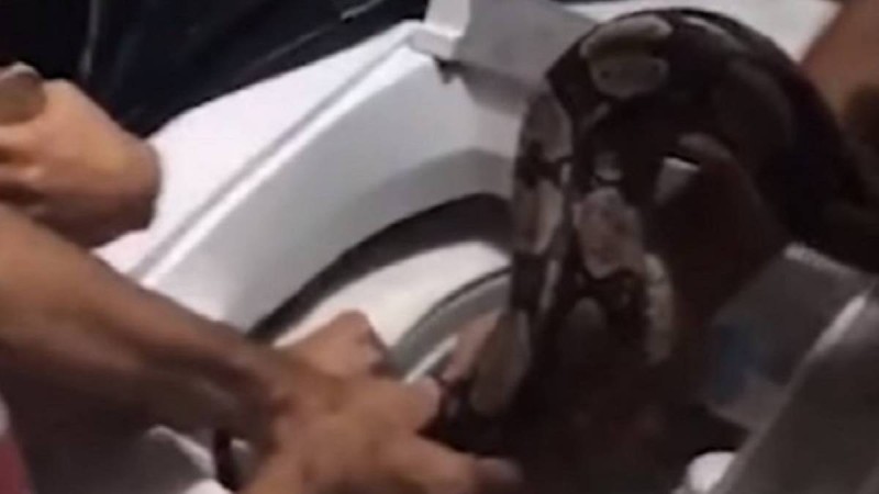 Τρομακτικό: Οικογένεια βρήκε μέσα στο πλυντήριο ένα τεράστιο... φίδι! (Video)