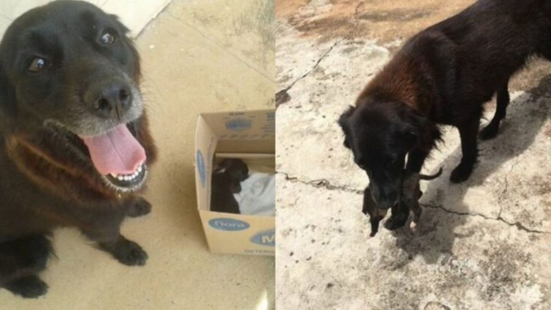Η συγκινητική στιγμή που σκυλίτσα σώζει εγκαταλελειμμένο κουτάβι από τα σκουπίδια