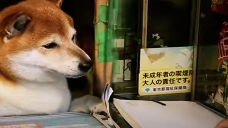 Απίστευτο: Αυτός ο σκύλος έχει το δικό του μαγαζί και πουλάει Tobacco (Βίντεο)