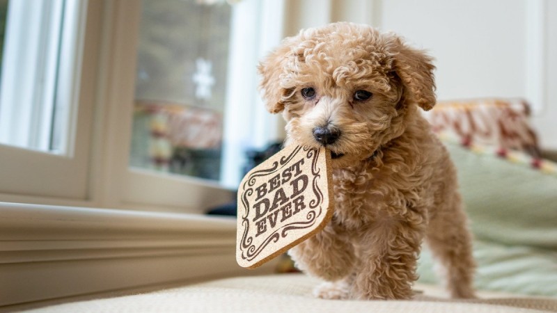 4 + 1 λόγοι για να αγαπήσεις ένα toy poodle