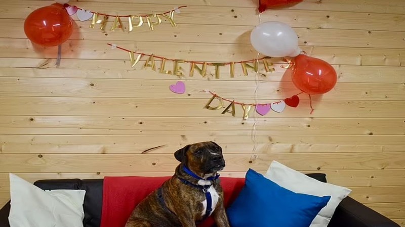 Ντροπαλός σκυλάκος οργάνωσε Valentine's party για να βρει νέα οικογένεια (video)