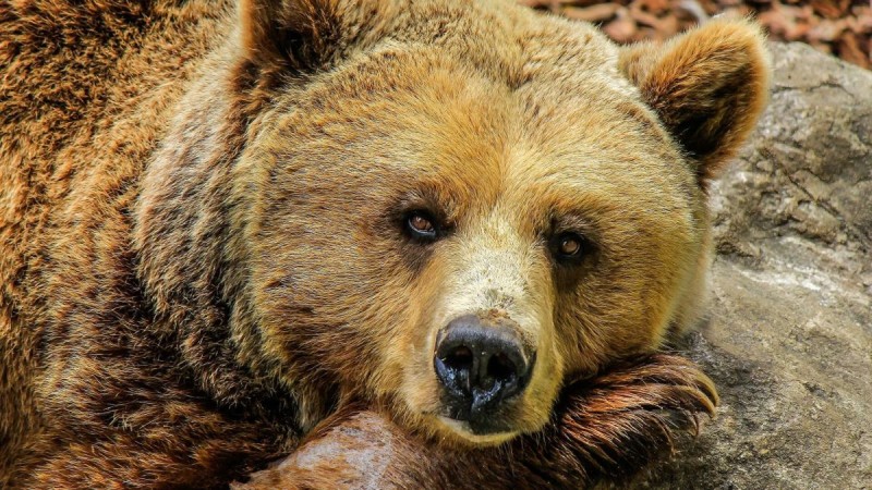 Τραγωδία με αδέρφια: Πυροβόλησε θανάσιμα τον αδελφό του προσπαθώντας να σκοτώσει αρκούδα και μετά αυτοκτόνησε