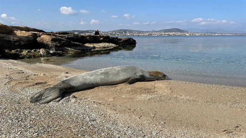 Φώκια εμφανίστηκε σε παραλία της Αττικής για να... λιαστεί (video)