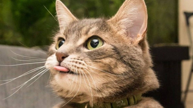 Γιατί οι γάτες κάθονται με την γλώσσα έξω;