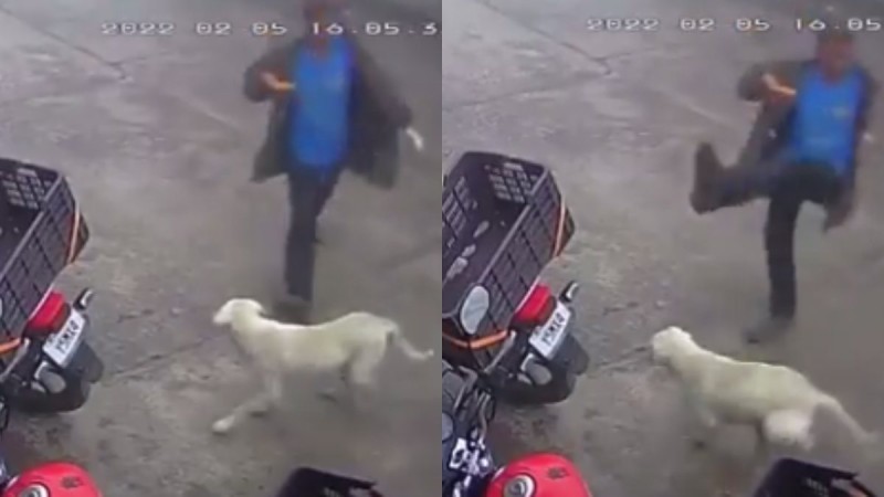Άνδρας πάει να κλωτσήσει αδέσποτο σκυλί και το πληρώνει πολύ ακριβά (video)