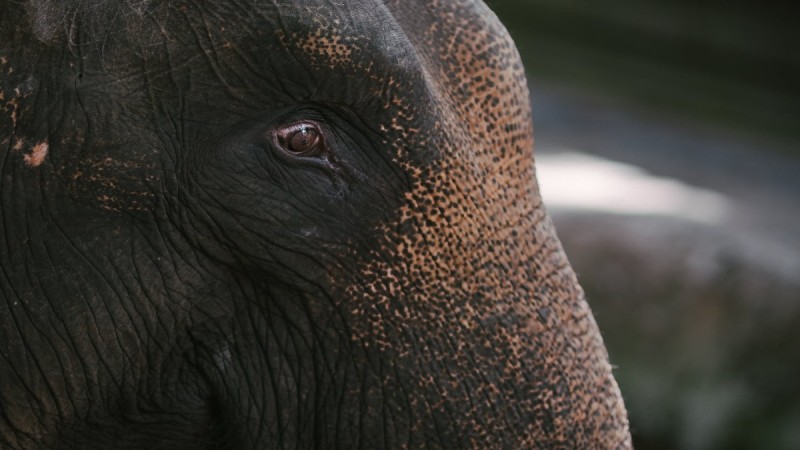 Εσύ το ήξερες; Αυτός είναι ο λόγος που ο ελέφαντας είναι ιερό ζώο στην Ινδία