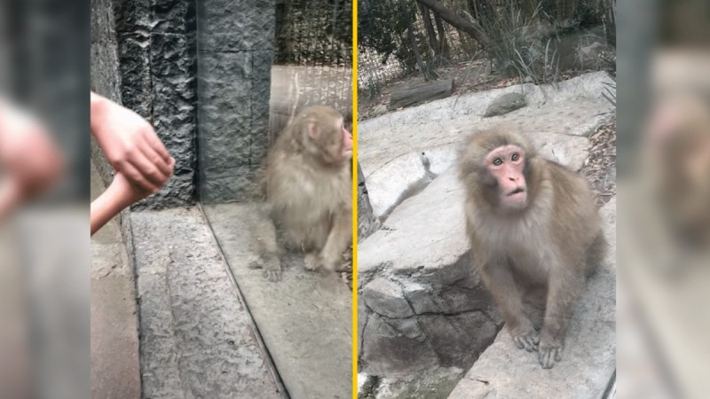 Viral: Η φοβερή αντίδραση μιας μαϊμούς όταν βλέπει ένα μαγικό κόλπο! (video)