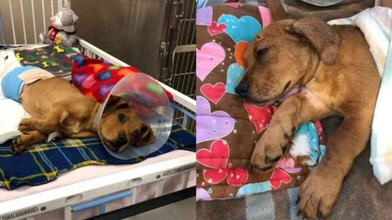 Εγκατέλειψαν τον σκύλο τους και έχασε σε ατύχημα ένα μάτι και δύο πόδια, αλλά όλα άλλαξαν όταν...