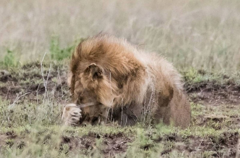 2 Κλέφτες μπήκαν στο σπίτι: Μόλις τους είδε το λιοντάρι έγινε το… απίστευτο!