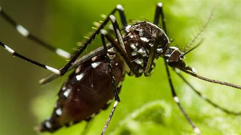 Εκατομμύρια γενετικά τροποποιημένα κουνούπια θα απελευθερωθούν στην Καλιφόρνια!