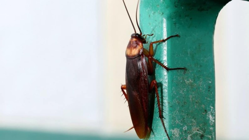 Τι προσελκύει τις κατσαρίδες; 8 πράγματα που πρέπει να αποφύγεις στο σπίτι!