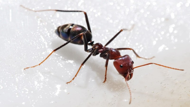 3 μπαχαρικά που θα κάνουν τα μυρμήγκια στο σπίτι παρελθόν
