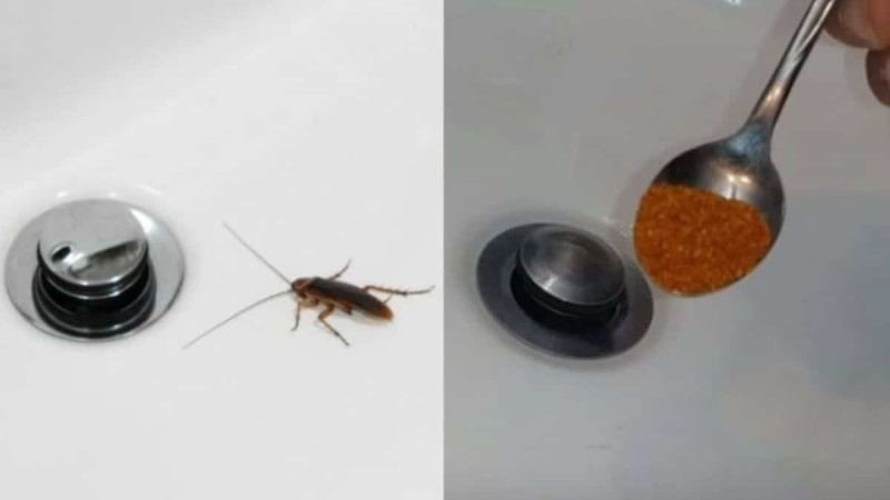 Τέλος οι κατσαρίδες: Με μόλις μια κουταλιά θα τις εξαφανίσεις για μήνες από το μπάνιο σου