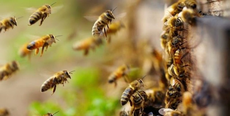 Ανείπωτη θλίψη στη Λήμνο - 48χρονος κατέληξε από τσιμπήματα μελισσών