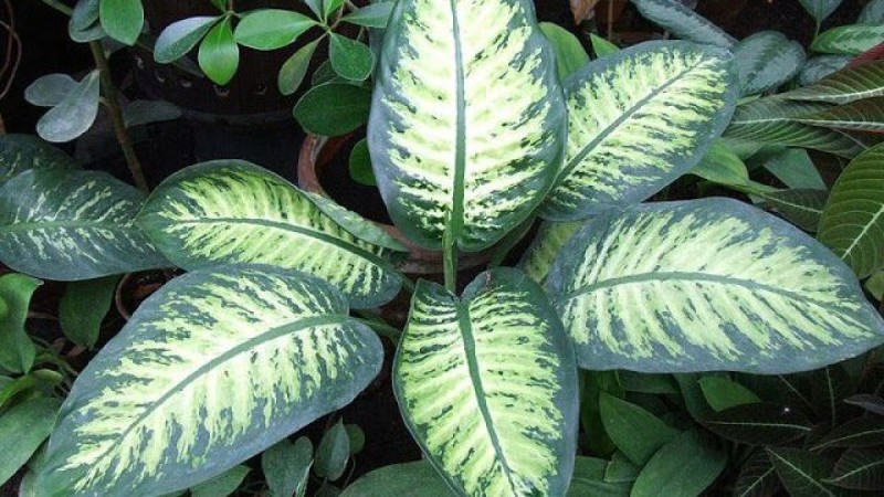 Η Ντιφενμπάχια είναι ένα είδος εσωτερικού φυτού σπίτι με μεγάλα, πολύχρωμα φύλλα