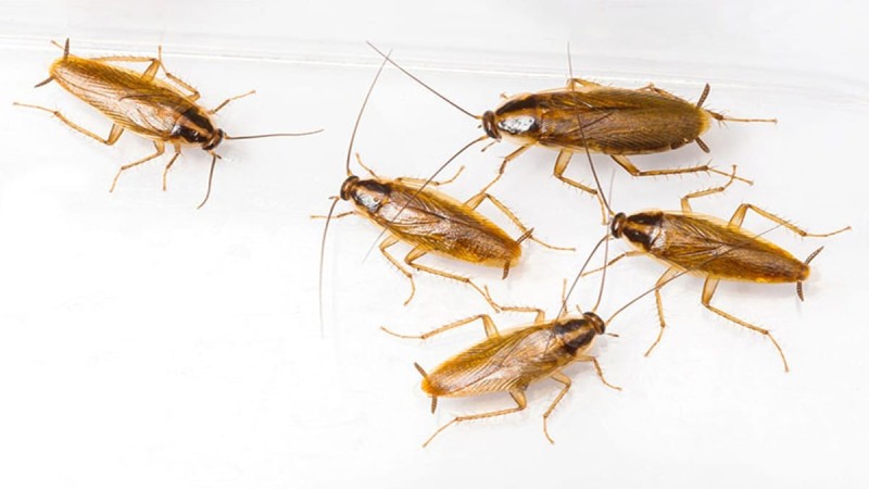  Μεγάλη προσοχή: Αυτά είναι τα πράγματα που προσελκύουν κατσαρίδες