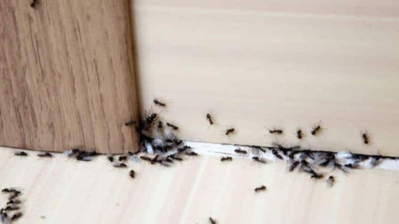 9+1 φυσικοί τρόποι για να εξαφανίσετε τα μυρμήγκια από το σπίτι - Το μυστικό κόλπο με την κανέλα